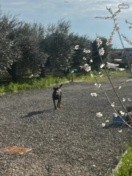 Doberman pedigree | Foto 1