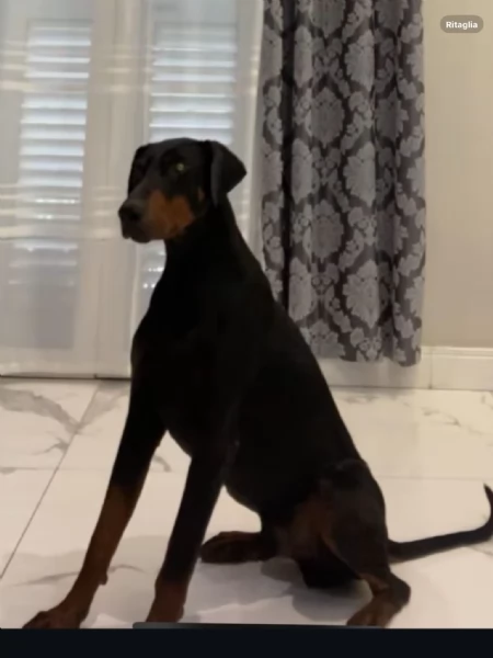 Doberman pedigree | Foto 0