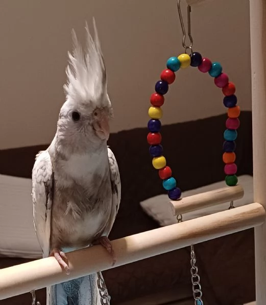 Calopsite allevate a mano | Foto 0