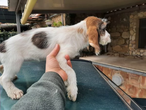 Petite basset griffon vendeen 