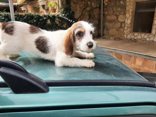 Petite basset griffon vendeen  | Foto 1