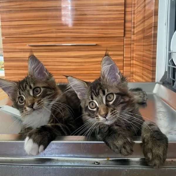 Meravigliosi Cuccioli Maine Coon