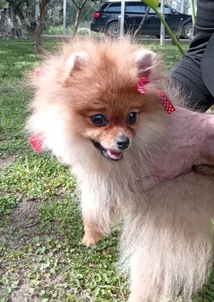 BELLISSIMA cucciola di Pomeranea Red Sable