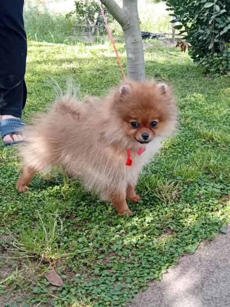 BELLISSIMA cucciola di Pomeranea Red Sable | Foto 2