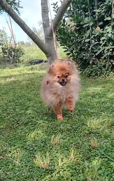 BELLISSIMA cucciola di Pomeranea Red Sable | Foto 1