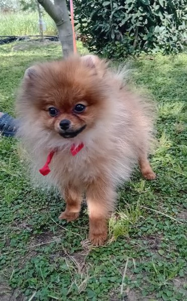 BELLISSIMA cucciola di Pomeranea Red Sable | Foto 0