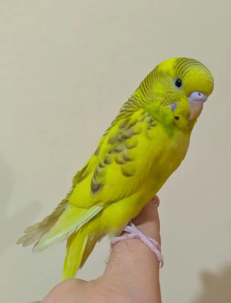 Cocorite allevato a mano