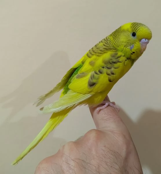 Cocorite allevato a mano | Foto 0