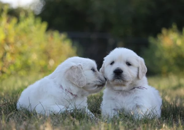 Cucciole golden retriever | Foto 0