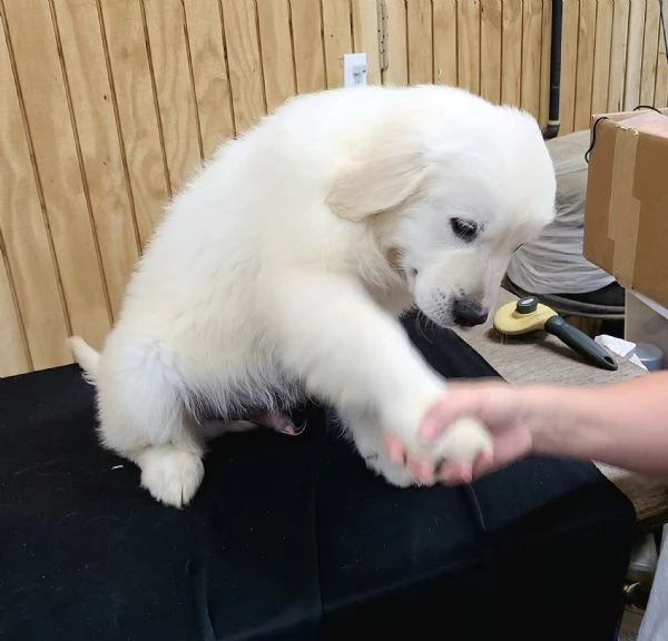 Cuccioli di Golden Retriever in Vendita – Maschio e Femmina | Foto 0