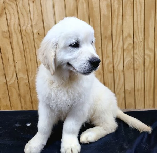 Cuccioli di Golden Retriever in Vendita – Maschio e Femmina