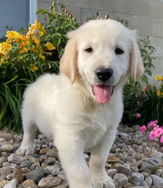 Due cuccioli di Golden Retriever cercano casa!