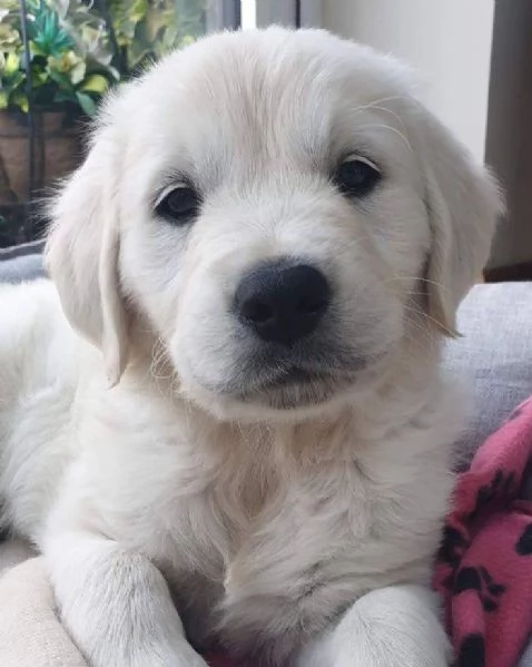 Disponibili cuccioli di Golden Retriever.