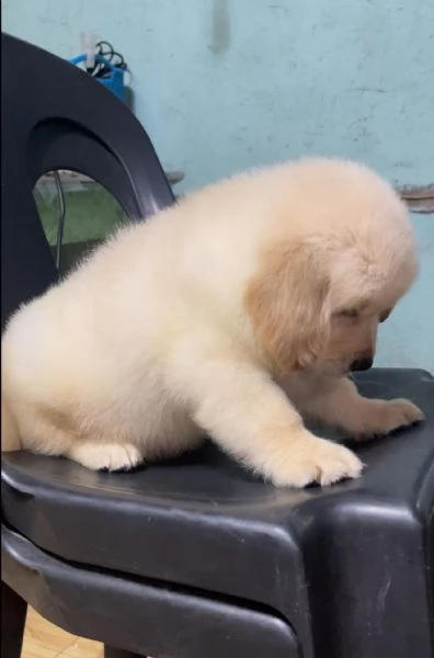 Disponibili cuccioli di Golden retriever