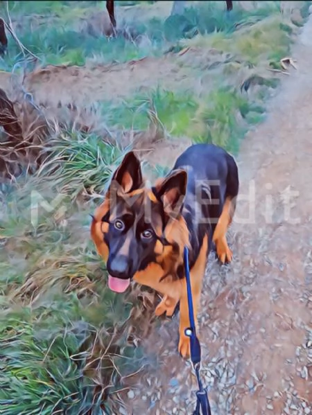 Pastore tedesco Femmina con pedigree 