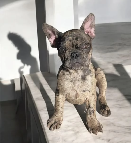Bulldog francese  | Foto 3
