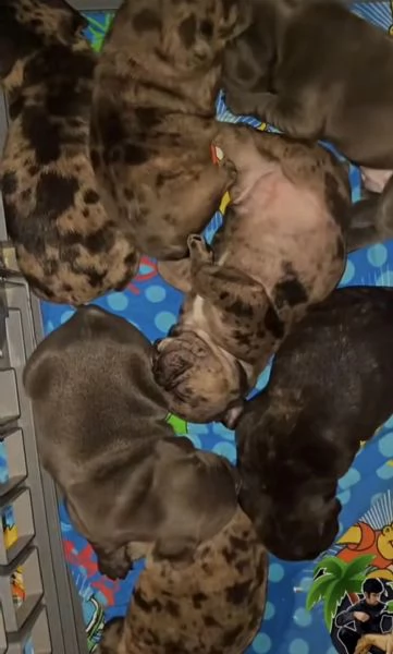 Bulldog francese  | Foto 2