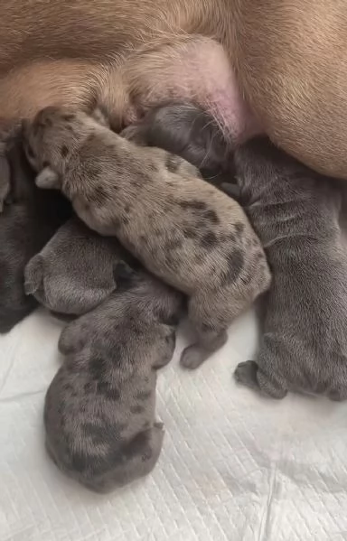 Bulldog francese  | Foto 1