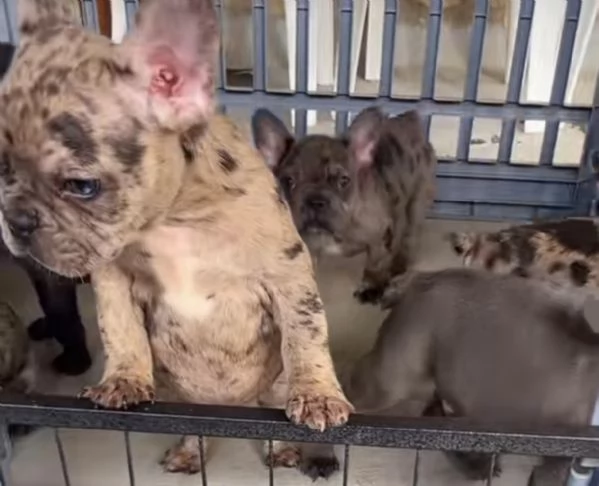 Bulldog francese  | Foto 0