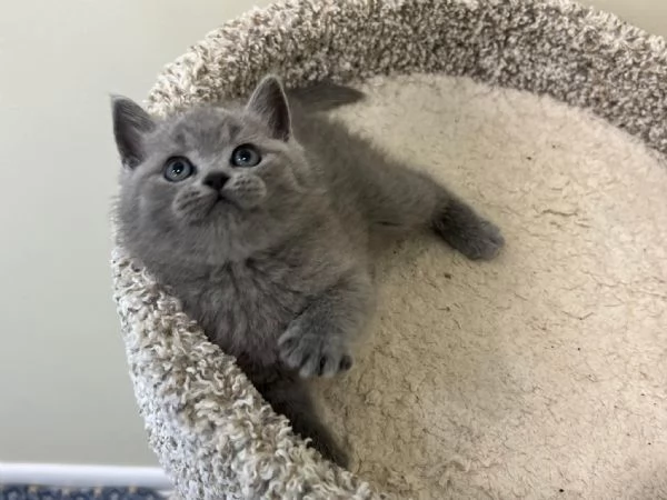 Due cucciole british shorthair