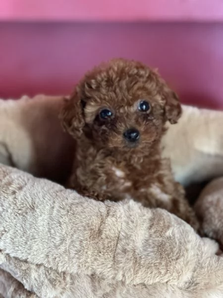 Barboncina mini toy | Foto 2