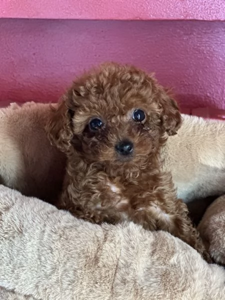 Barboncina mini toy | Foto 1