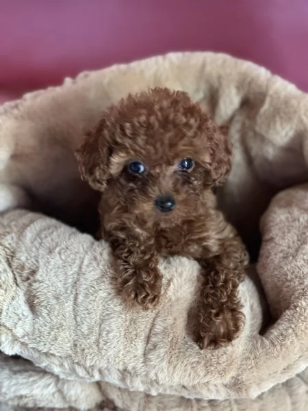 Barboncina mini toy | Foto 0