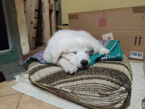 Cuccioli cane da pastore maremmano abruzzese  | Foto 2