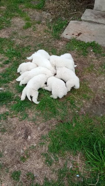 Cuccioli cane da pastore maremmano abruzzese  | Foto 1