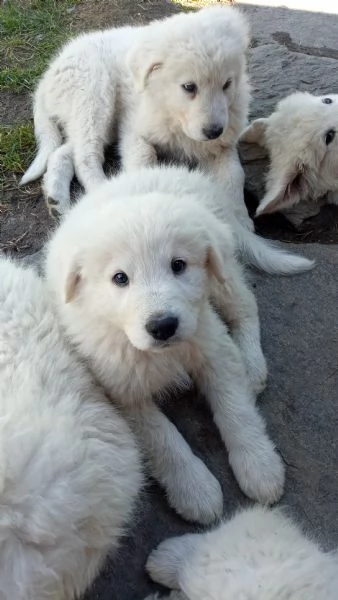 Cuccioli cane da pastore maremmano abruzzese  | Foto 0