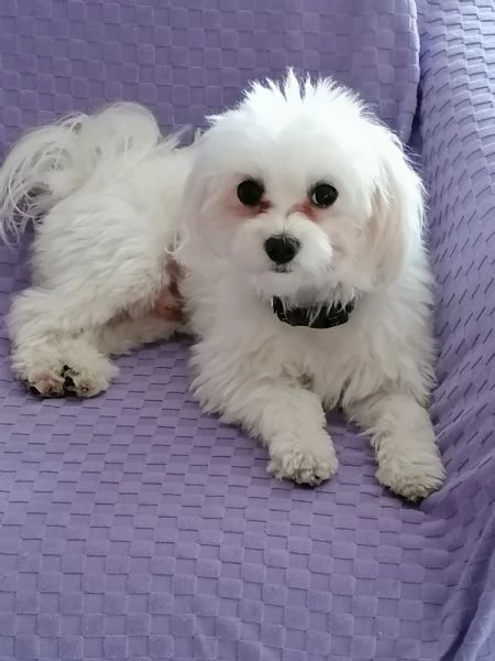 Cagnolino Razza Maltese