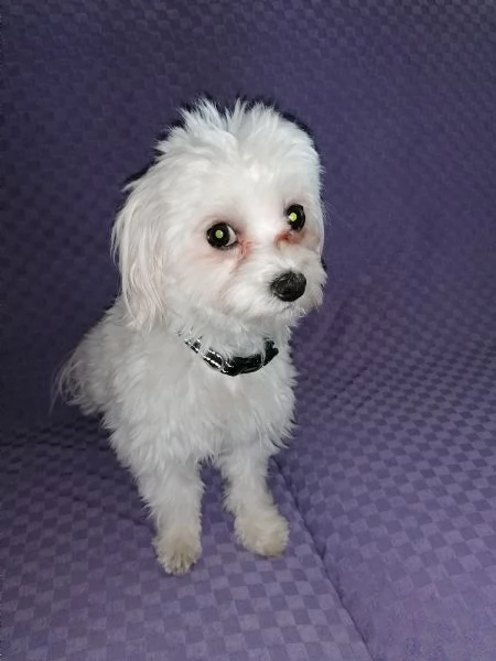 Cagnolino Razza Maltese | Foto 0
