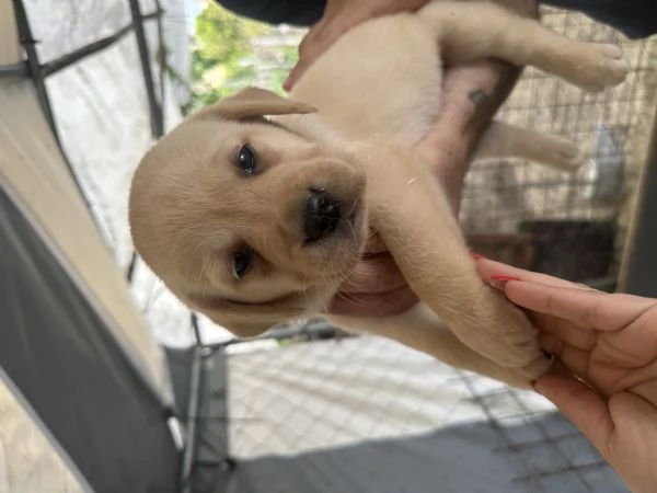 Labrador retriever | Foto 5