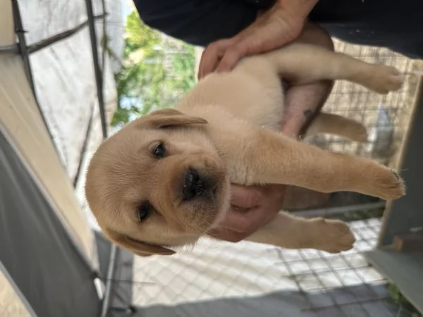 Labrador retriever | Foto 4