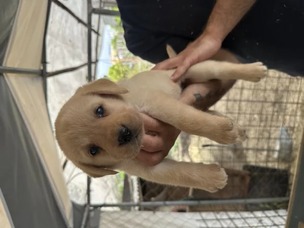 Labrador retriever | Foto 3