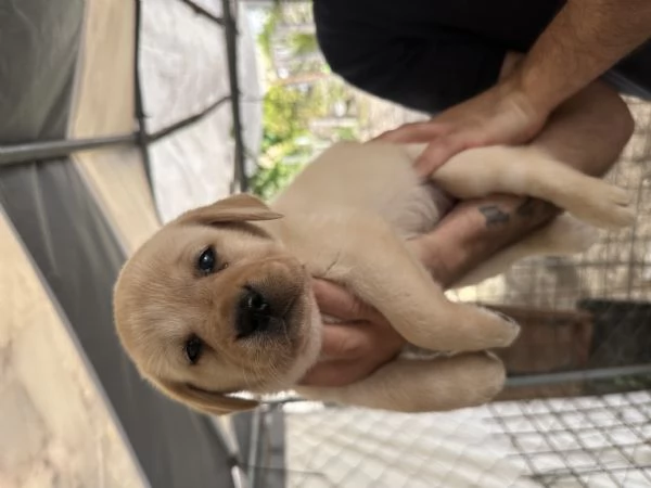 Labrador retriever | Foto 2