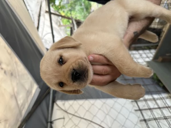 Labrador retriever | Foto 1