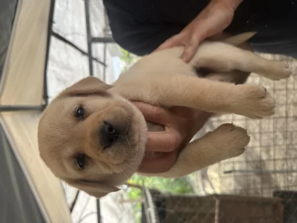 Labrador retriever | Foto 0