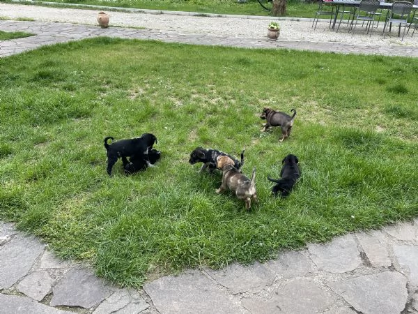 Cuccioli in cerca di una famiglia