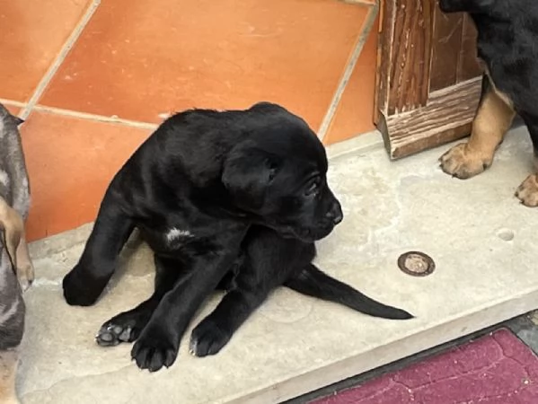 Cuccioli in cerca di una famiglia | Foto 6