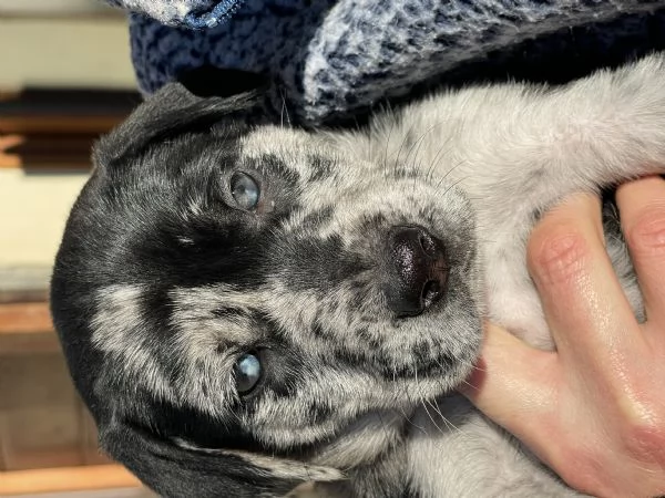 Cuccioli in cerca di una famiglia | Foto 5