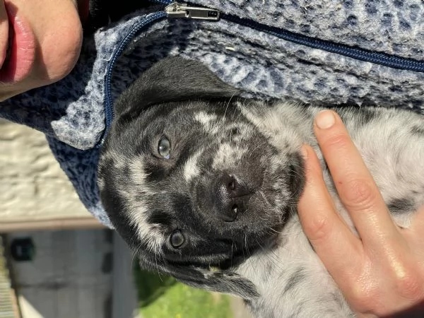 Cuccioli in cerca di una famiglia | Foto 4