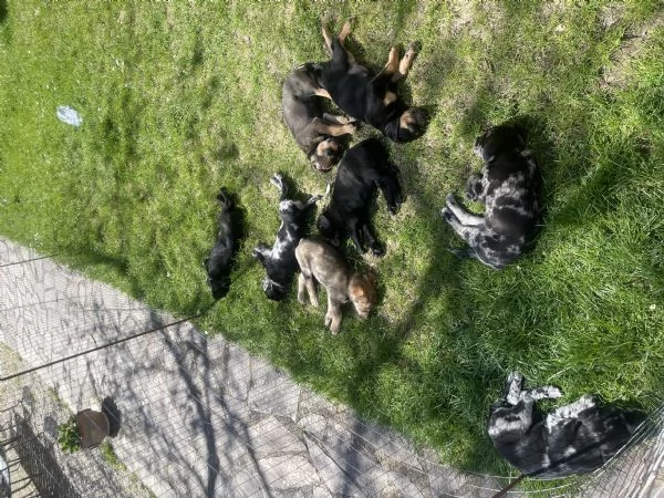 Cuccioli in cerca di una famiglia | Foto 3