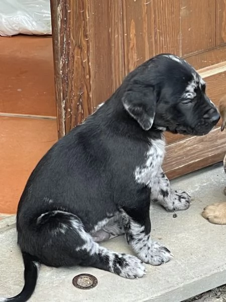 Cuccioli in cerca di una famiglia | Foto 1