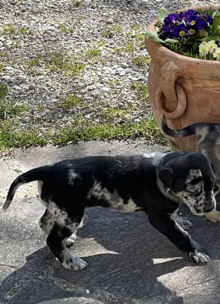 Cuccioli in cerca di una famiglia | Foto 0