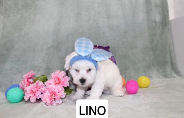 Disponibili cuccioli di Bichon Frise   | Foto 0