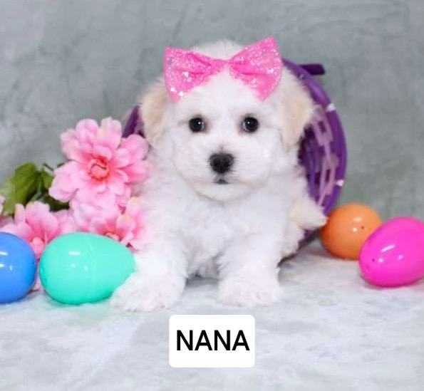 Disponibili cuccioli di Bichon Frise  