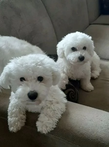 Cuccioli di Bichon Frise di 12 settimane disponibili  | Foto 0