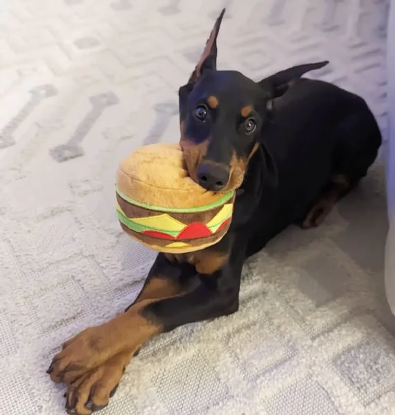 Cuccioli di Doberman Pinscher super fantastici.  | Foto 1