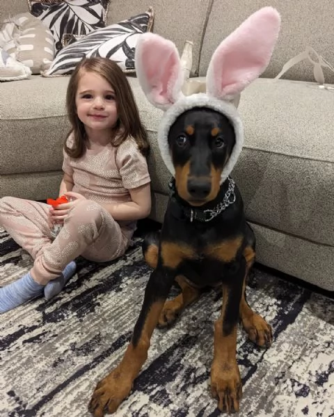 Cuccioli di Doberman Pinscher super fantastici. 